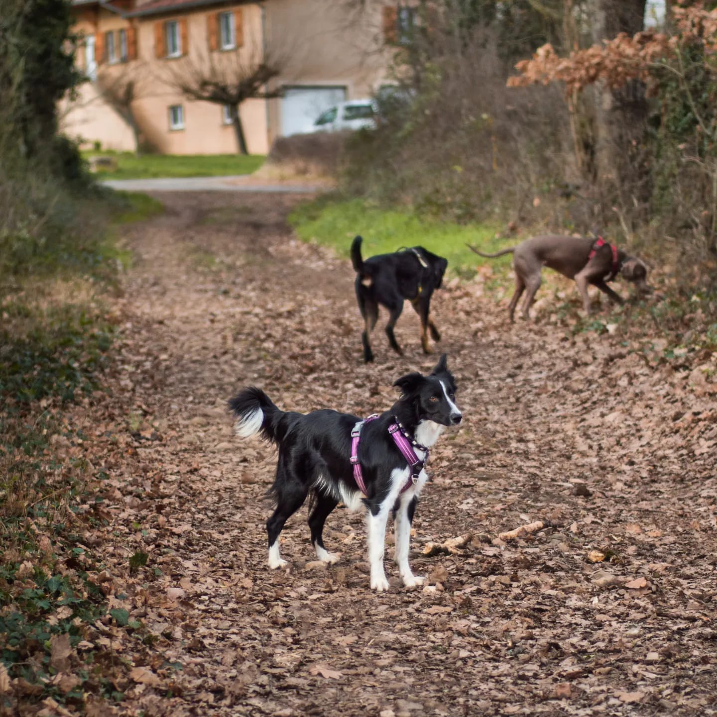 Chien en balade