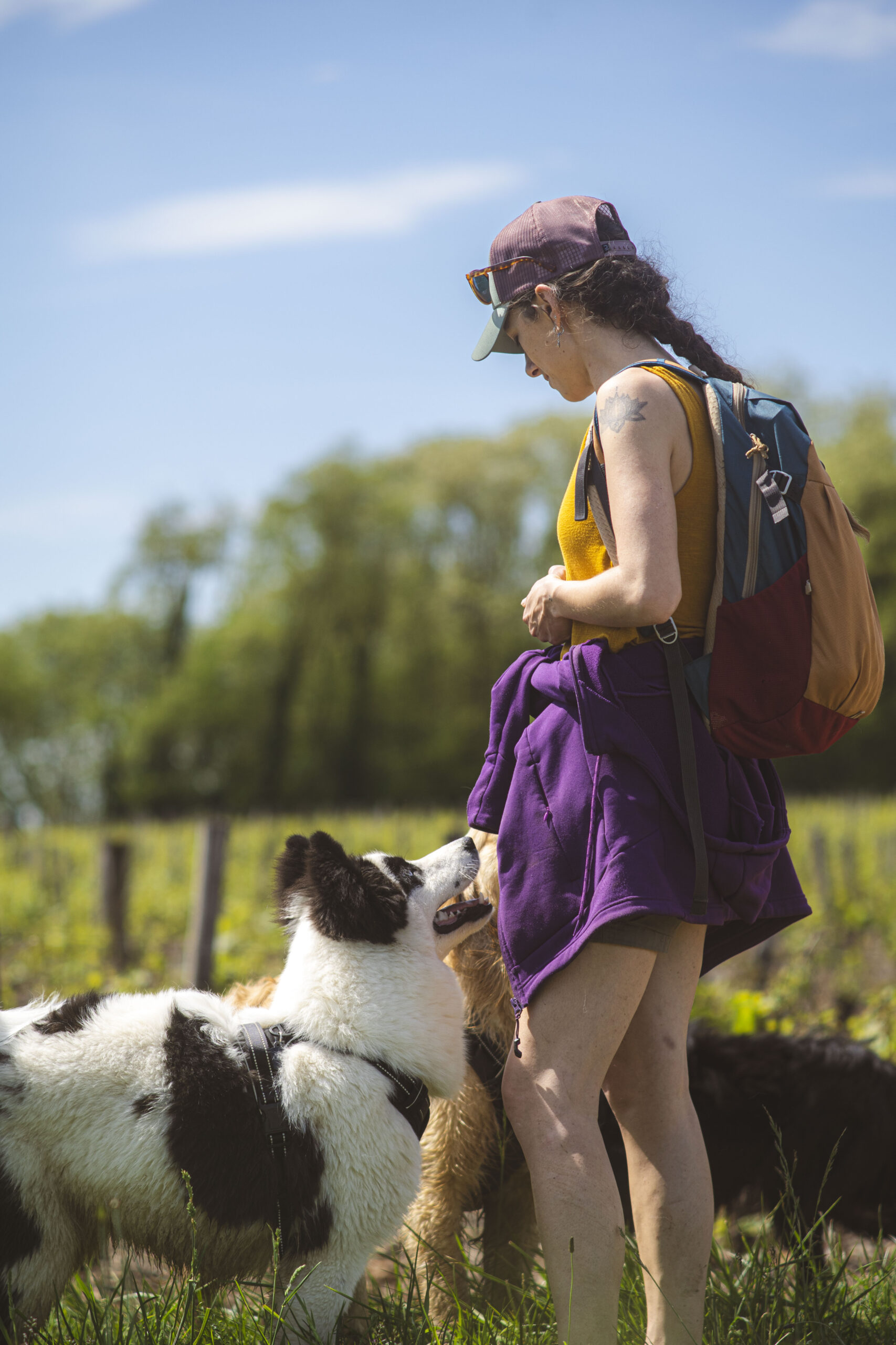 Photo chien - l'éveil du chien