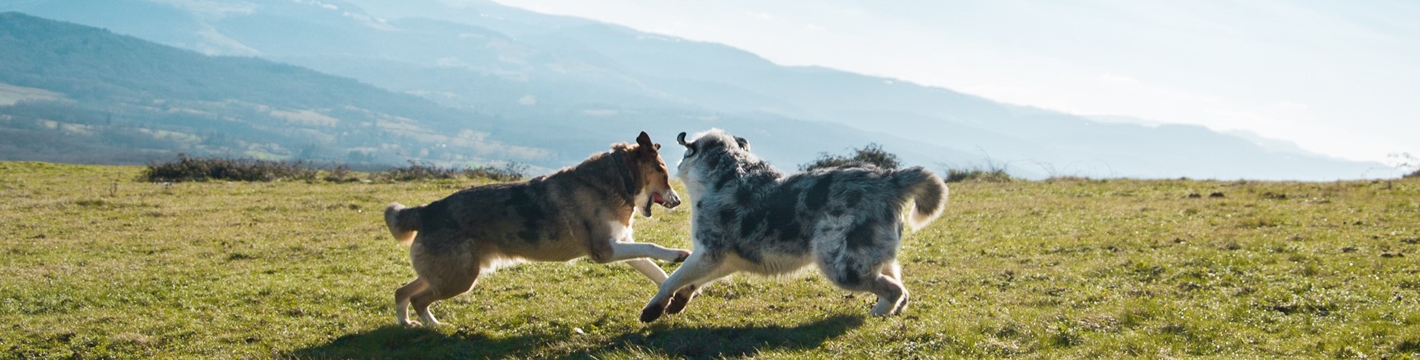 Chiens qui jouent éducation canine